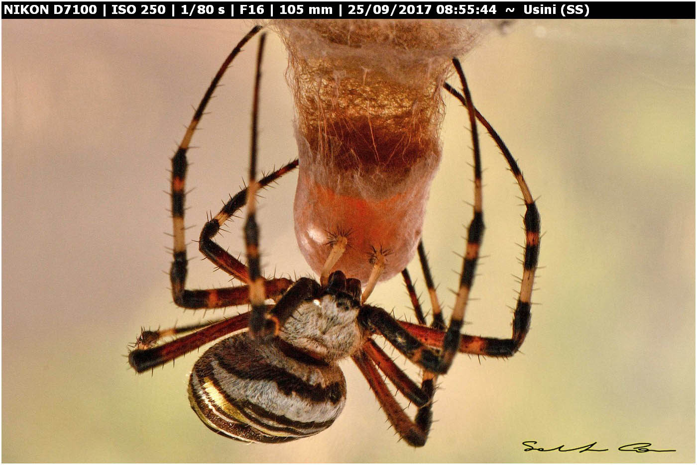 Argiope bruennichi deposizione e costruzione ovisacco